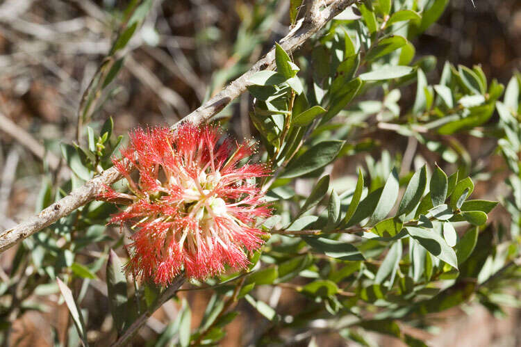 Image of Melaleuca macronychia Turcz.