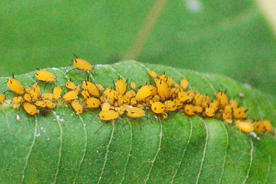 Image of Aphid