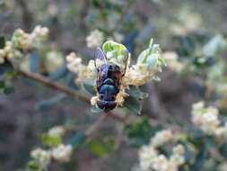 Image of Austalis copiosa (Walker 1852)