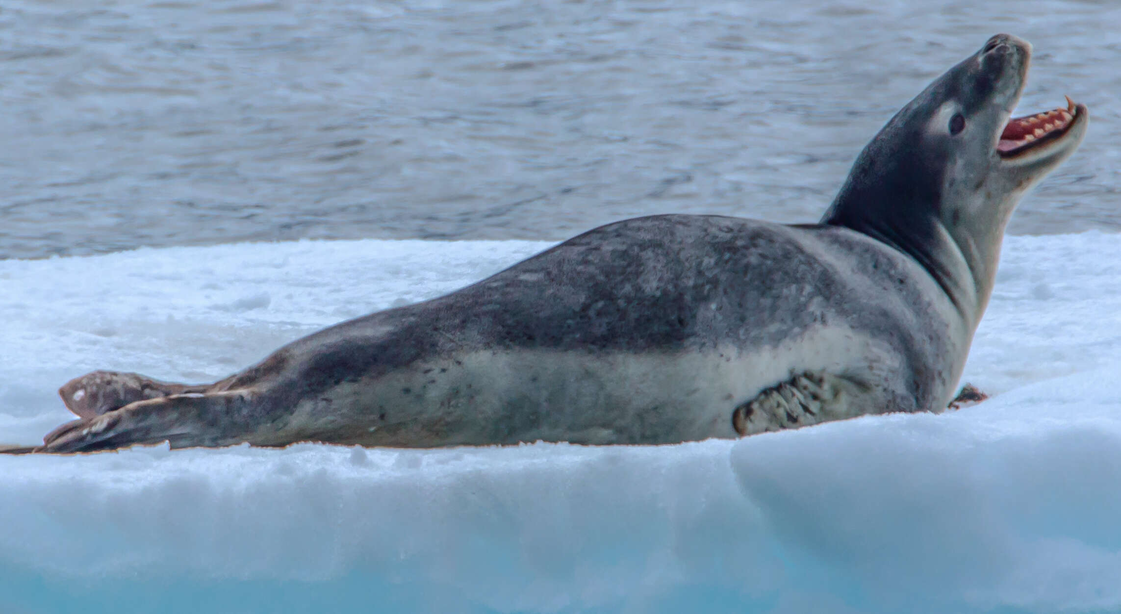 Image of leopard seal