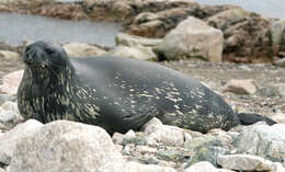 Image of Weddell seal