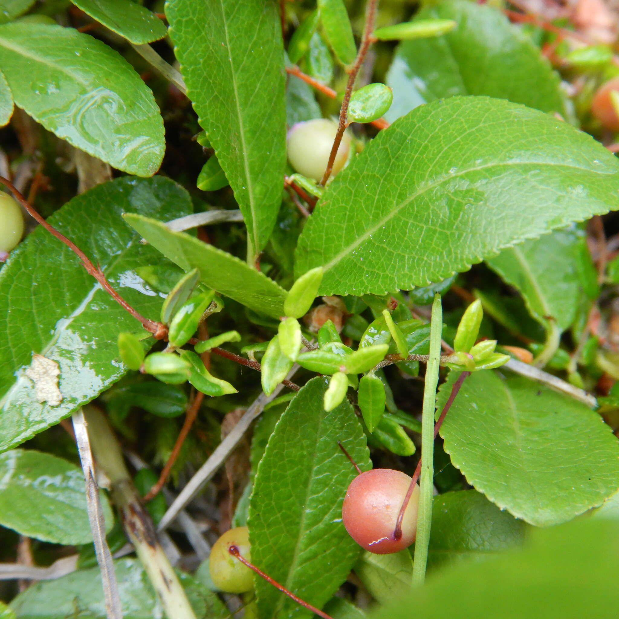 Image of blueberry willow
