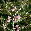 Image of Melaleuca platycalyx Diels