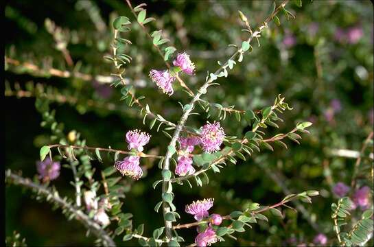 Image of Melaleuca platycalyx Diels