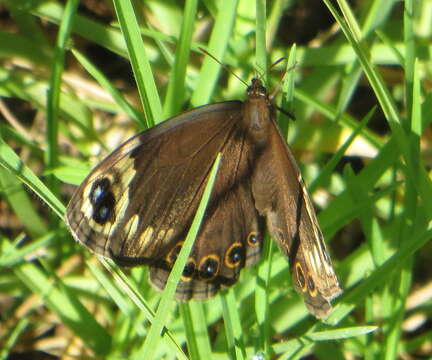 Image of Dira clytus eurina Quickelberge 1978