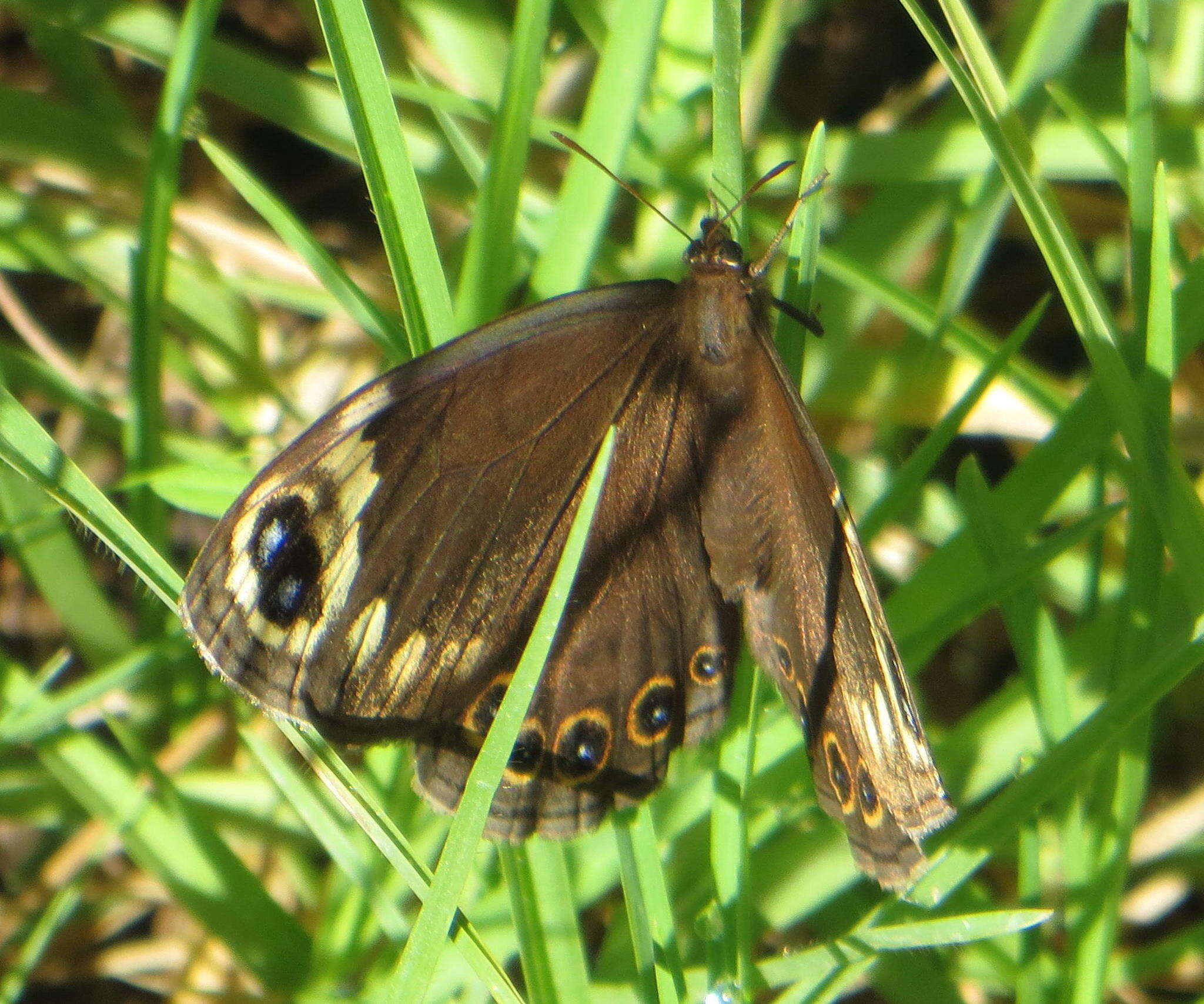 Imagem de Dira clytus eurina Quickelberge 1978