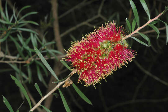 Image of scarlet bottlebrush