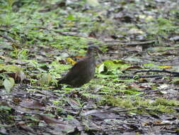 Image of White-throated Quail-Dove