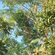 Image of Black-fronted Nunbird