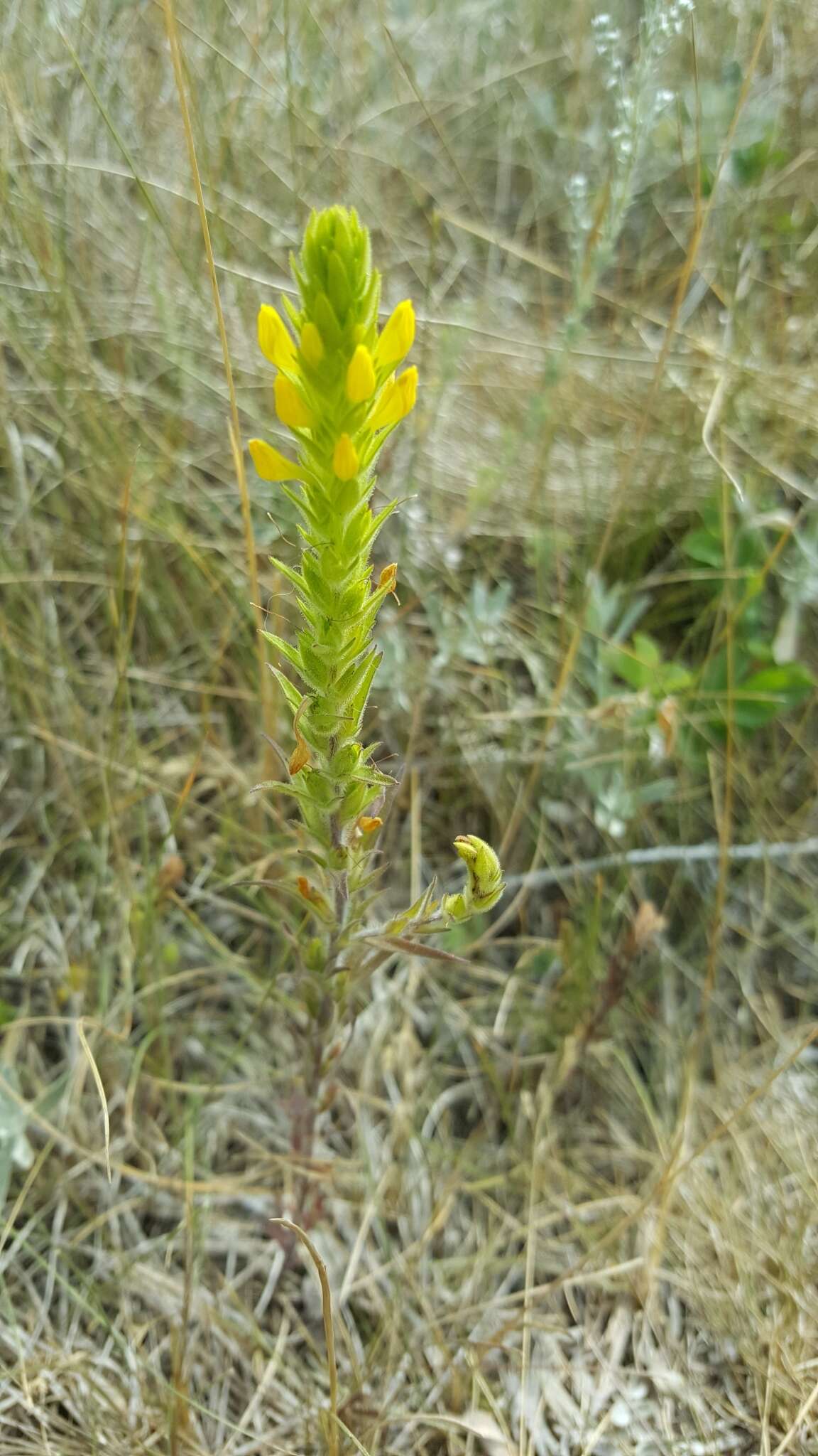 Imagem de Orthocarpus luteus Nutt.