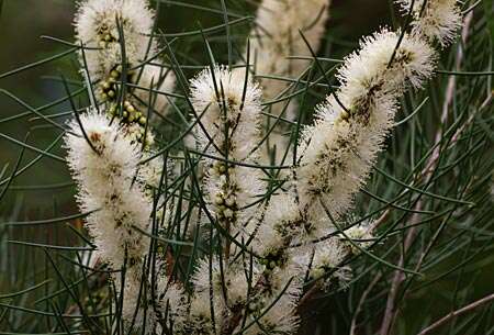 صورة Melaleuca teretifolia Endl.