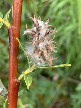 Image of Mccalla's Willow