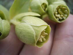 Image of Stinking Hellebore