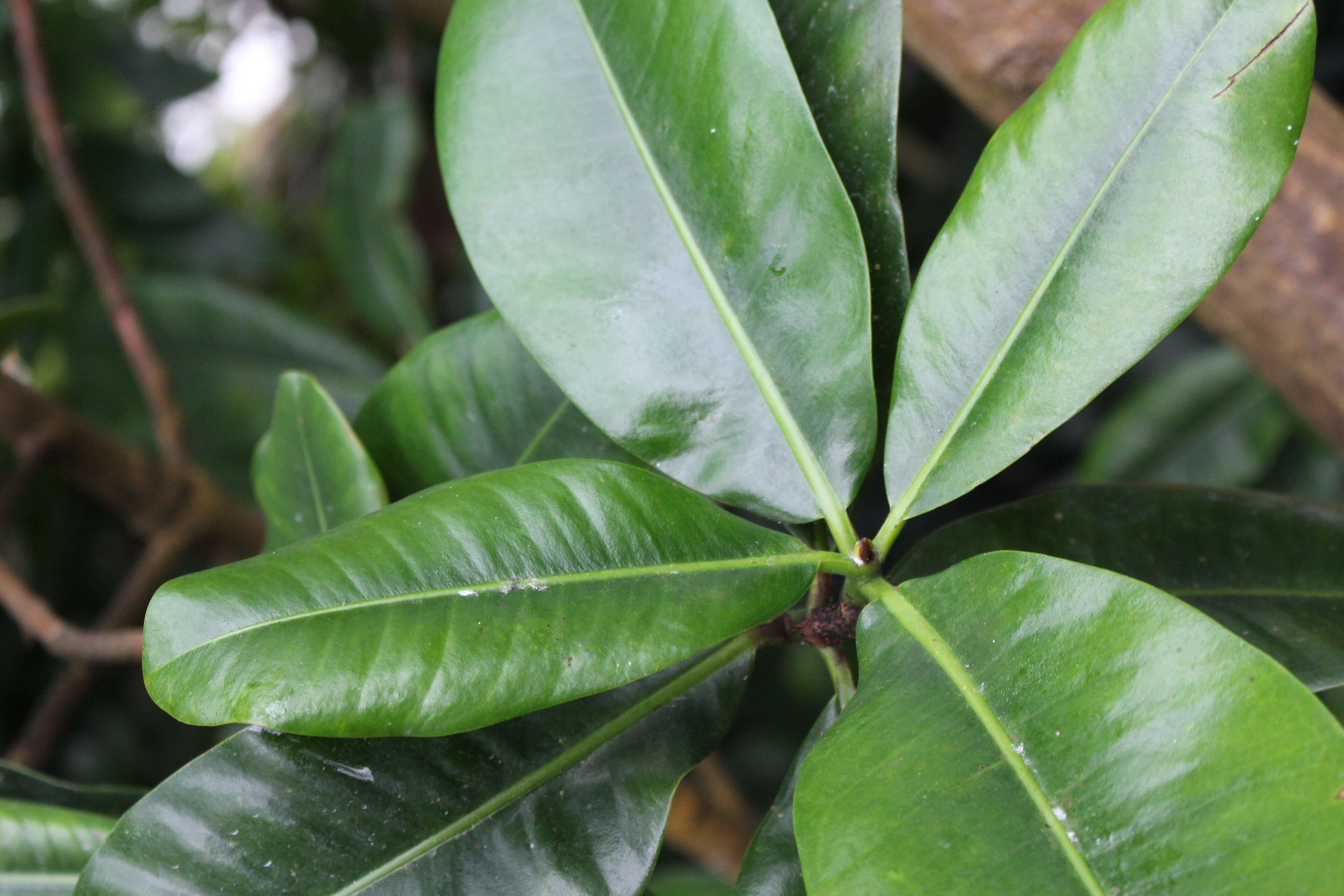 Image de Abricotier des Antilles