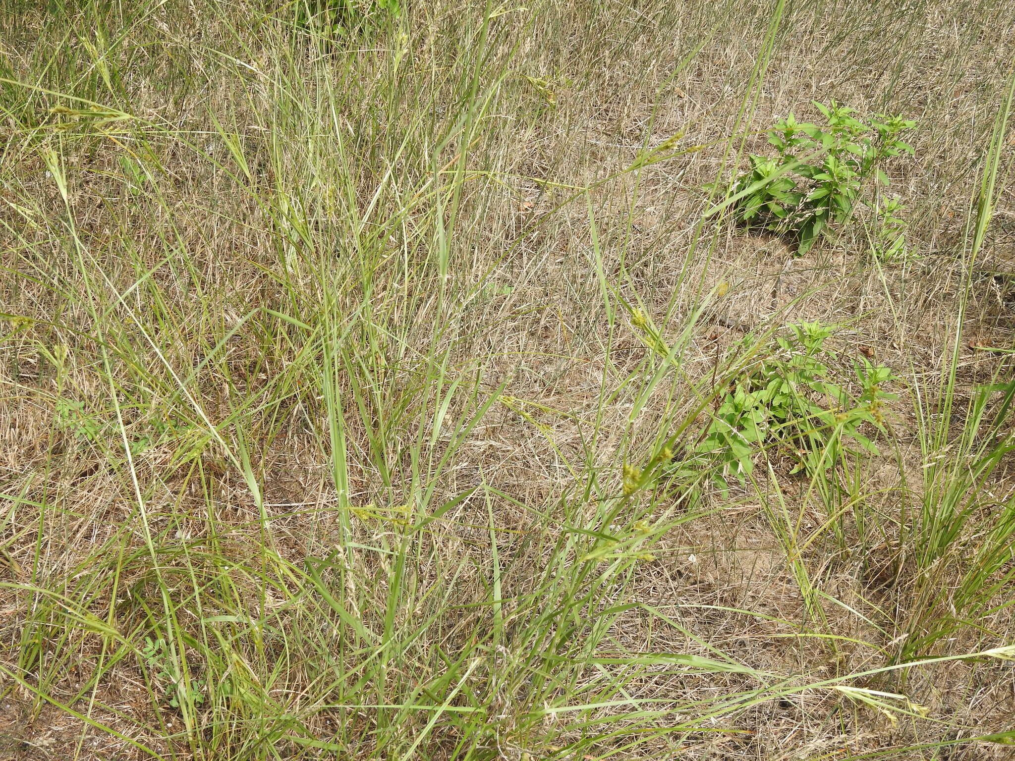 Image of Sand Flat Sedge