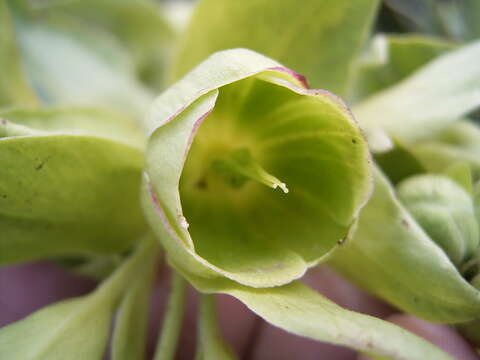 Image of Stinking Hellebore