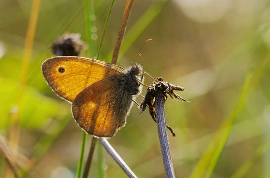 Image of small heath