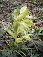 Image of Stinking Hellebore