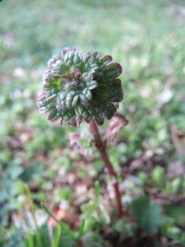 Image of common henbit