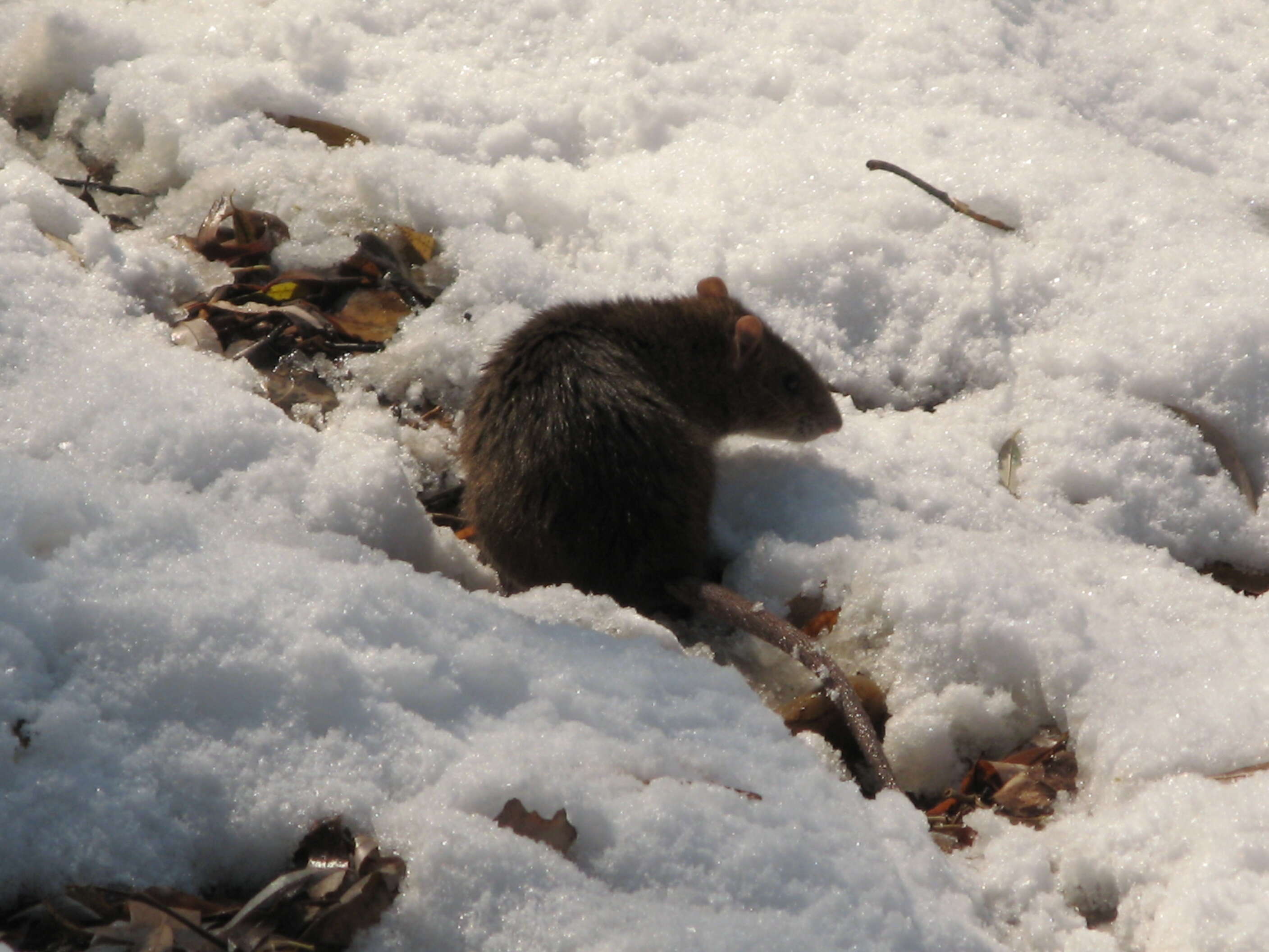 Image of Brown Rat