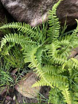 Image of Glossy Deer Fern