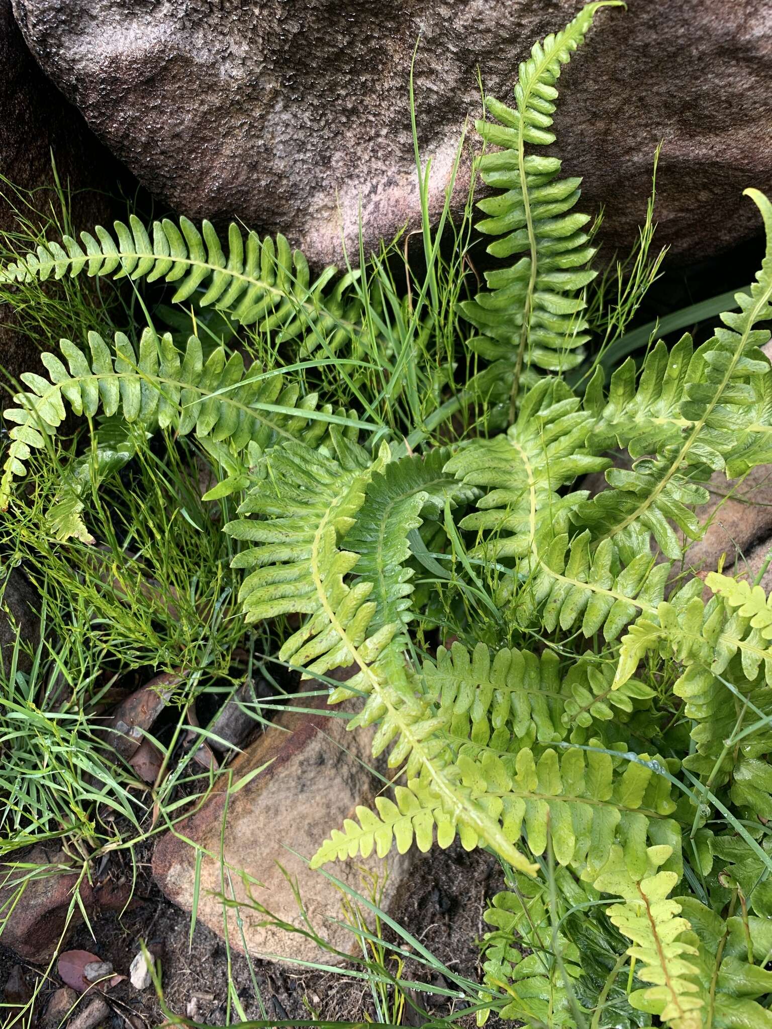 Image of Glossy Deer Fern