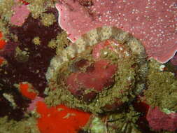 Image of Midas Ear Abalone