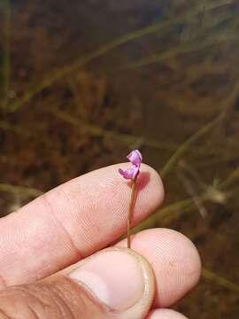 Image of lavender bladderwort