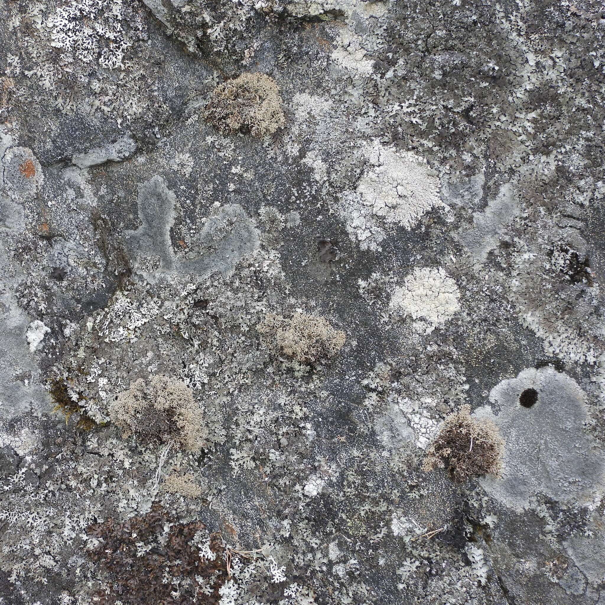 Image of fragile ball lichen