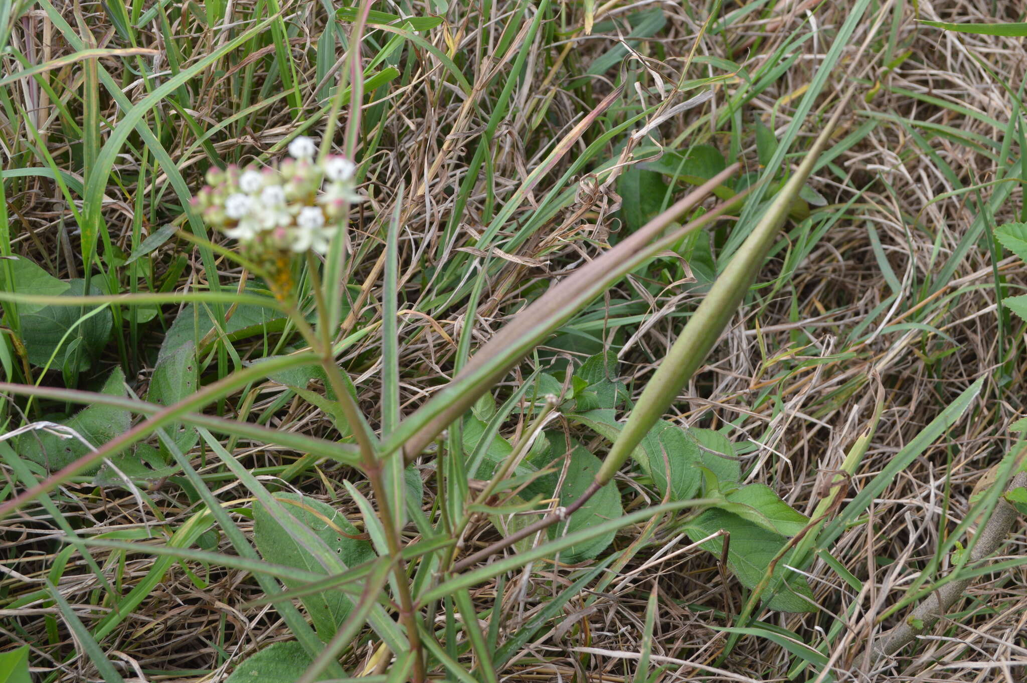 Plancia ëd Asclepias woodsoniana Standl. & Steyerm.