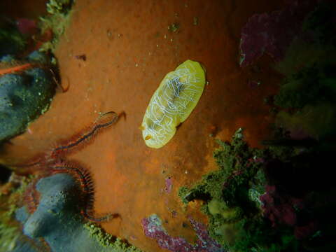 Image of Scribbled nudibranch