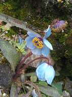 Imagem de Meconopsis horridula Hook. fil. & Thomson