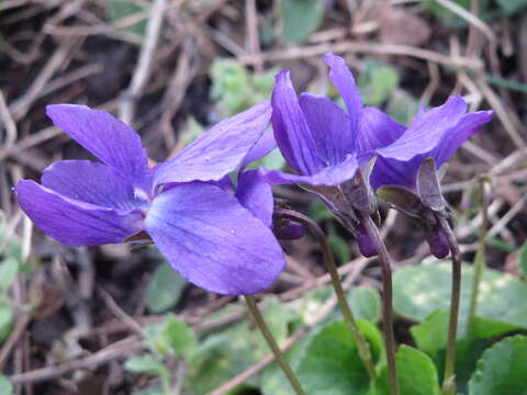 Image of sweet violet