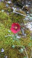 Image of Potentilla nepalensis Hook.