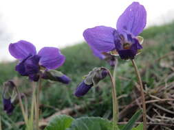 Image of sweet violet