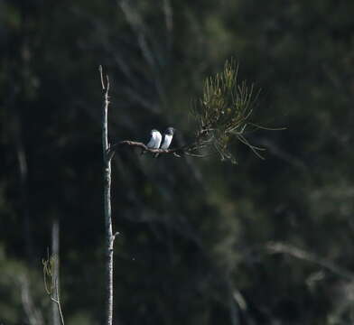 Image of White-breasted Woodswallow