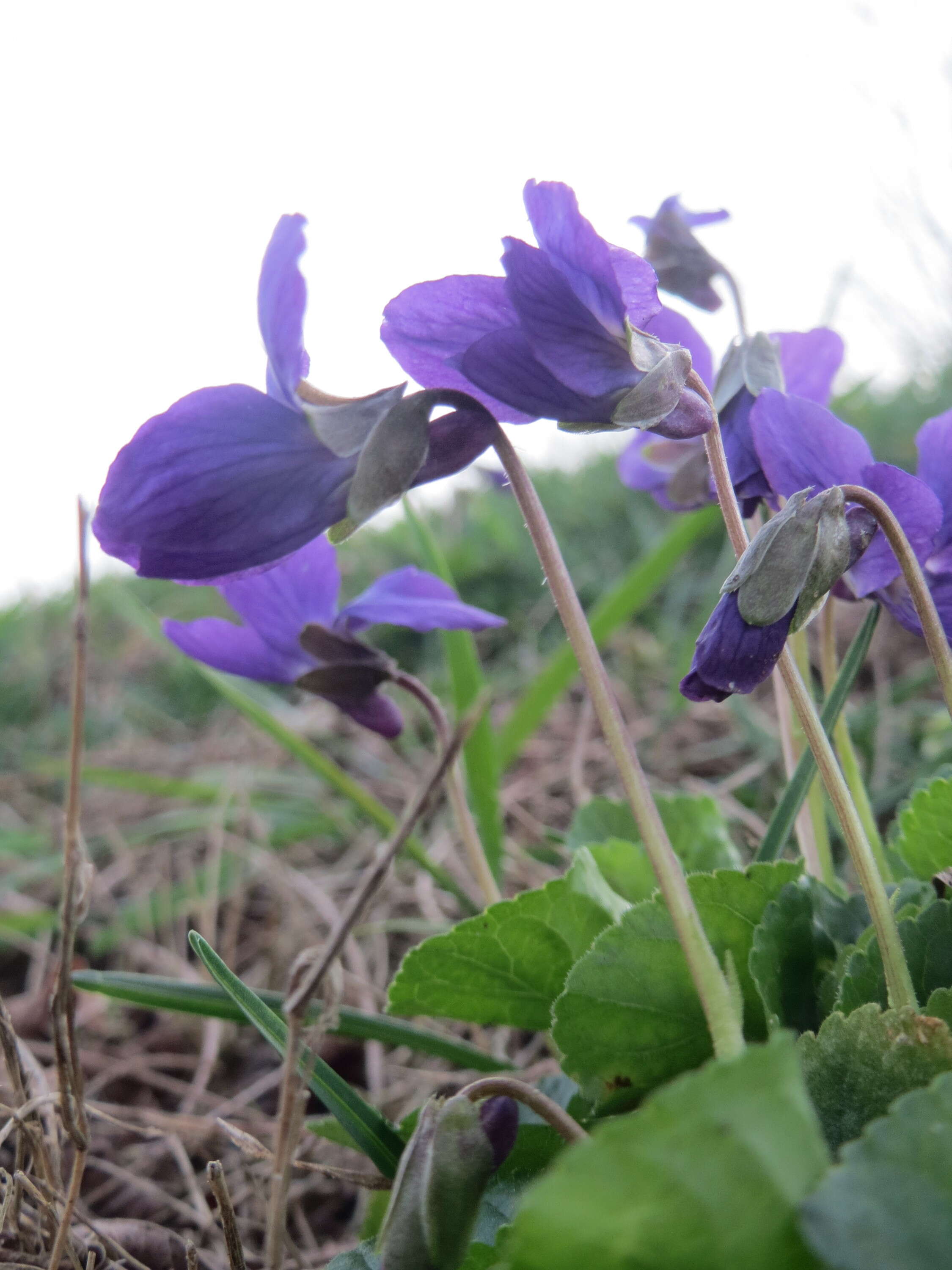 Image of sweet violet