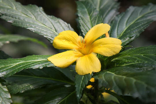 Imagem de Turnera ulmifolia L.