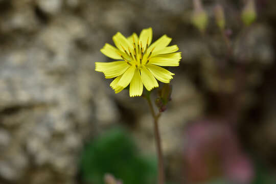 Image of Youngia japonica subsp. formosana (Hayata) Kitam.