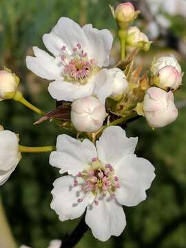 Image of Chinese pear