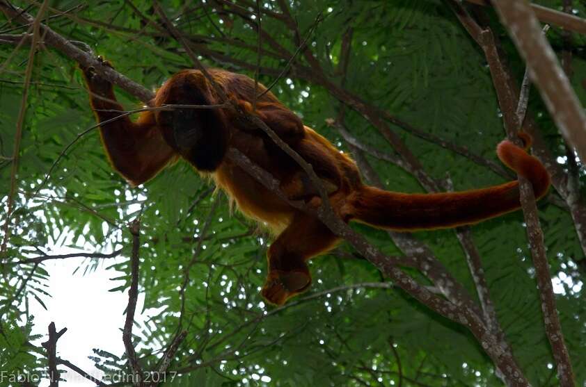 Image of Black and Red Howler