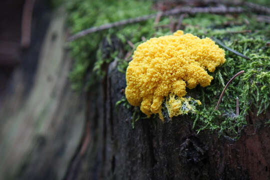 Image of Dog vomit slime mold