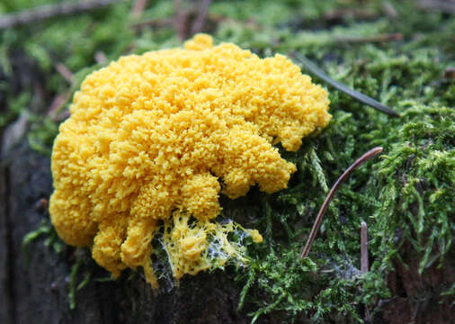 Image of Dog vomit slime mold