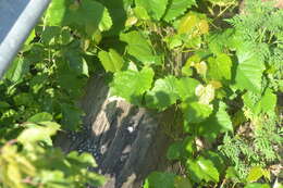 Image of fox grape