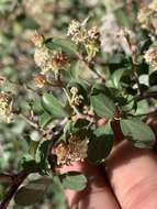 Plancia ëd Ceanothus martinii M. E. Jones