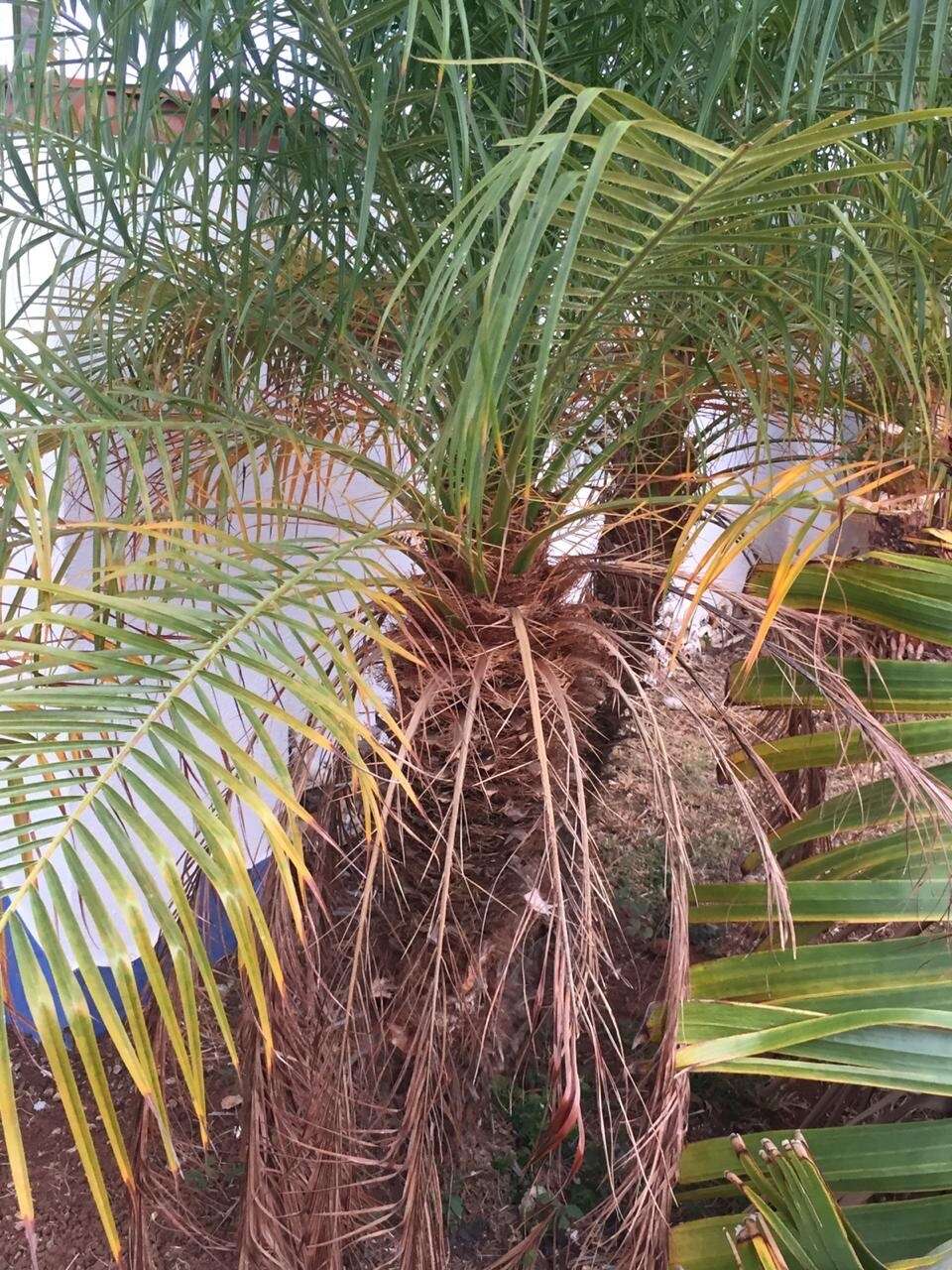 Image of pygmy date palm