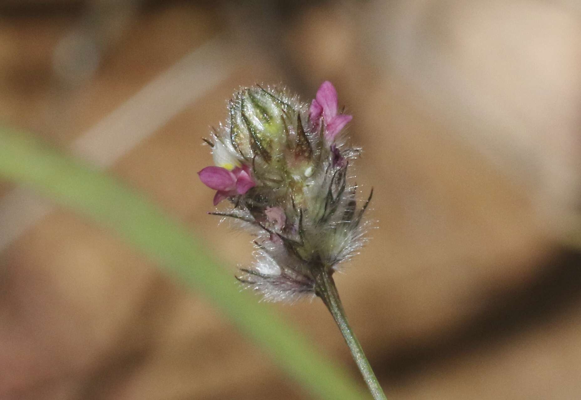 Plancia ëd Dalea filiformis A. Gray