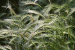 Image of Hordeum jubatum L.