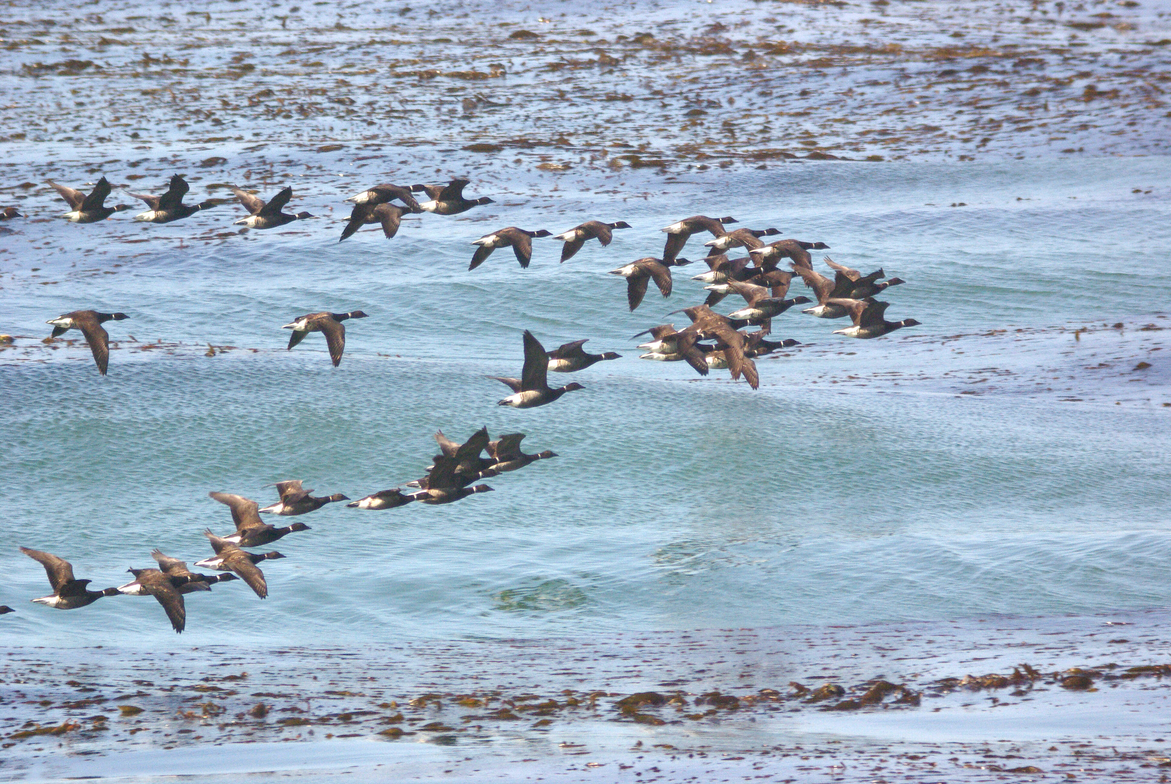 Image of Grey-bellied Brent Goose