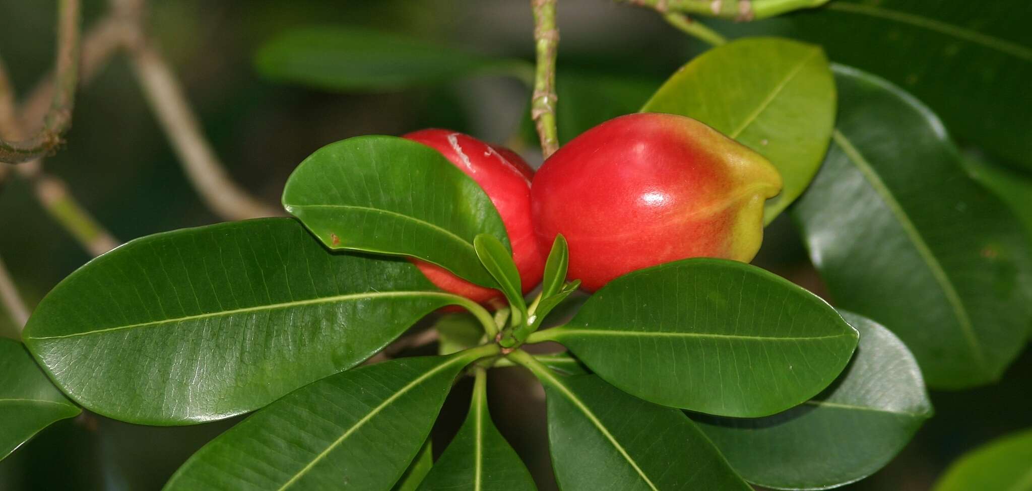 Image de Ochrosia elliptica Labill.